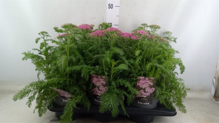 <h4>Achillea millef.</h4>
