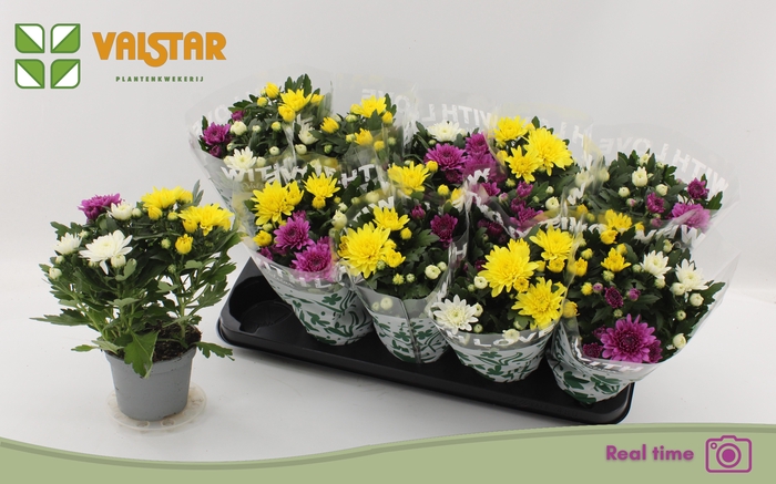 <h4>CHRYS DA VINC GEM PT</h4>