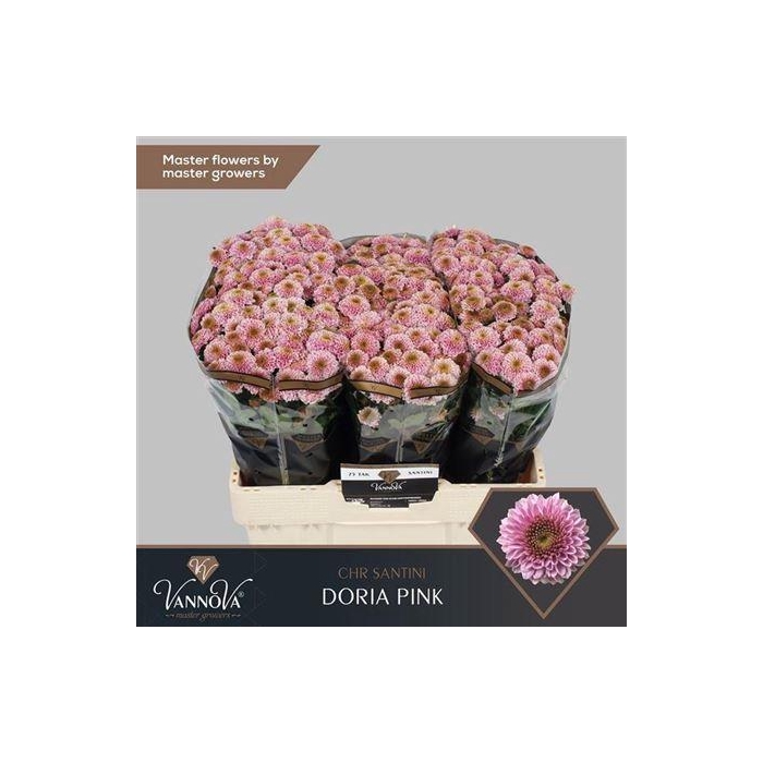 <h4>Chr S Aaa Doria Pink</h4>