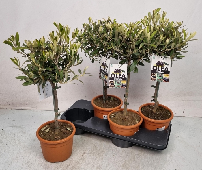 <h4>OLEA EUROPAEA</h4>