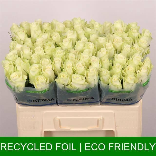 <h4>R GR ATHENA</h4>