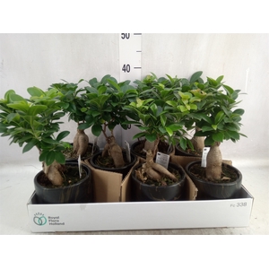 Ficus microcarpa 'Ginseng'