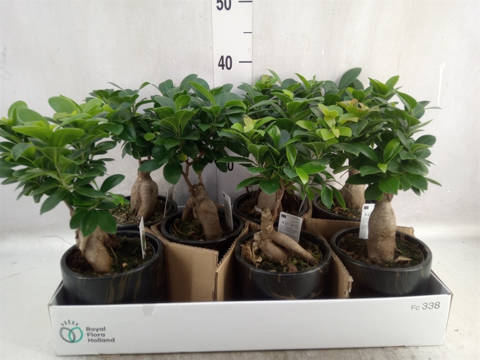 <h4>Ficus microcarpa 'Ginseng'</h4>