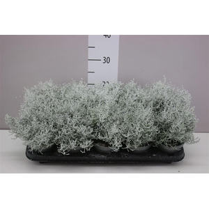 Calocephalus Br Challenge Snow