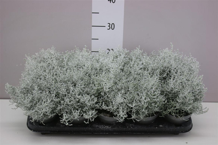 <h4>Calocephalus Br Challenge Snow</h4>