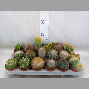Cactus   ...mix