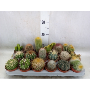 Cactus   ...mix