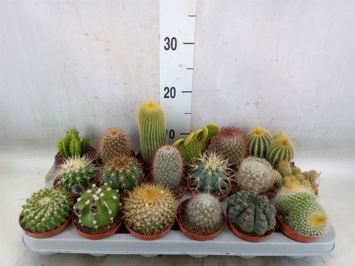<h4>Cactus   ...mix</h4>