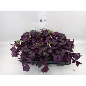 Oxalis trian. 'Mijke'