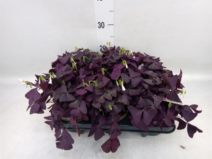 <h4>Oxalis trian. 'Mijke'</h4>