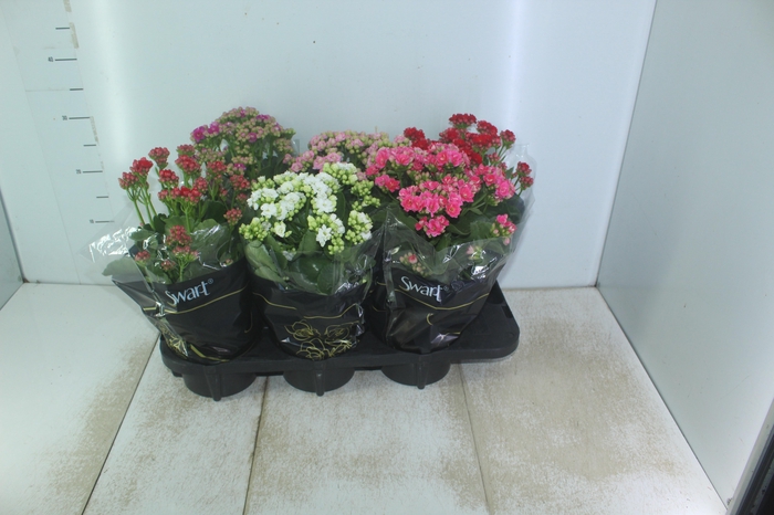 <h4>KALANCHOE DOBRADO P15</h4>
