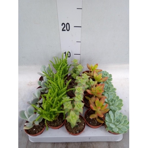 Succulents ...mix 5