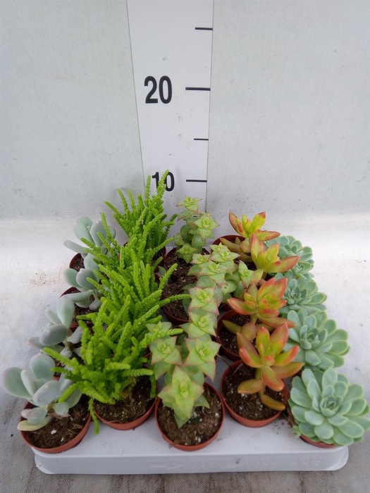 <h4>Succulents   ...mix 5</h4>