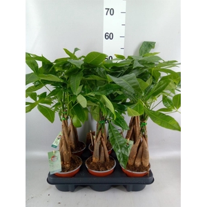 Pachira aquatica