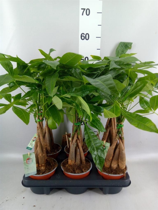 <h4>Pachira aquatica</h4>