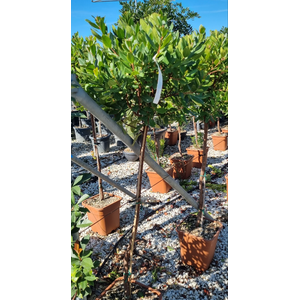Arbutus unedo
