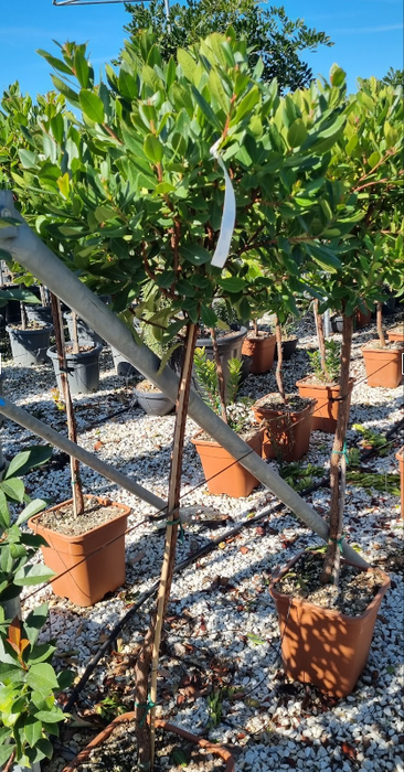 <h4>Arbutus unedo</h4>