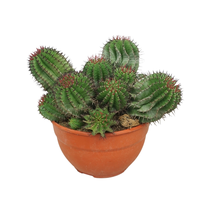 <h4>Euphorbia horrida</h4>