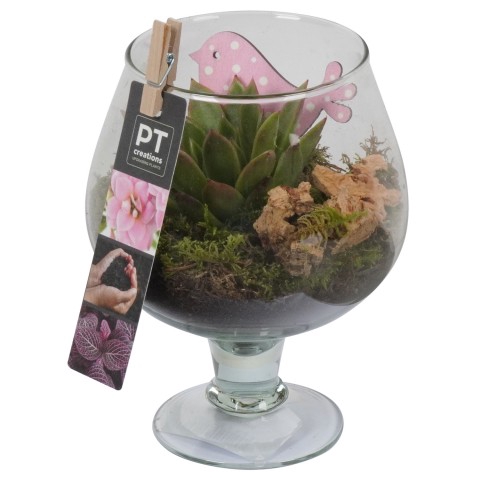 <h4>PTIG6858 Arrangementen kamerplanten</h4>