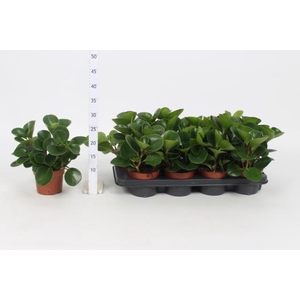 PEP OBT GREEN GOLD