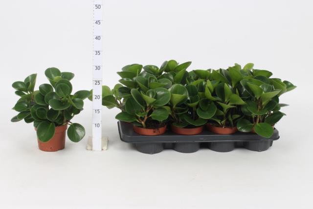 <h4>PEP OBT GREEN GOLD</h4>
