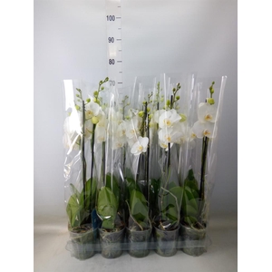Phalaenopsis   ...