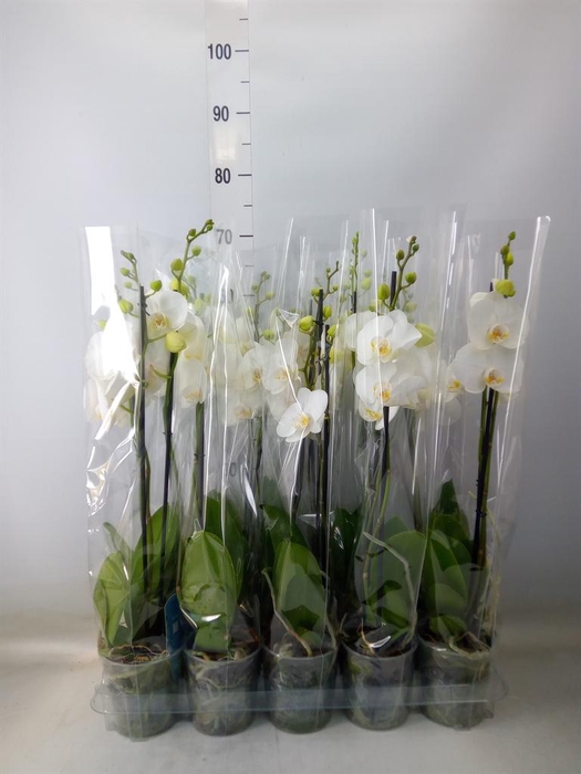 <h4>Phalaenopsis ...</h4>