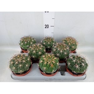 Gymnocalycium saglionis