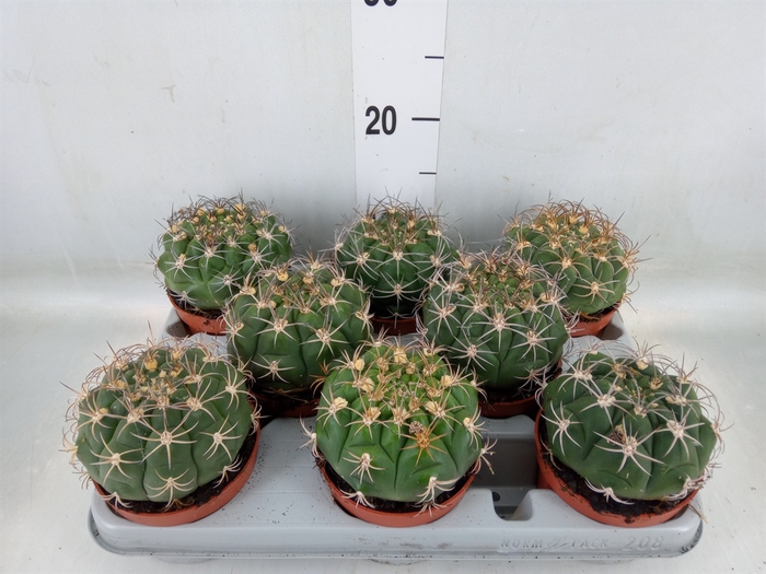 <h4>Gymnocalycium saglionis</h4>