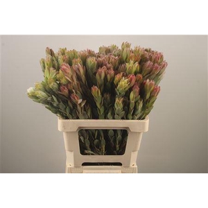 Leucad Nervosum Spray