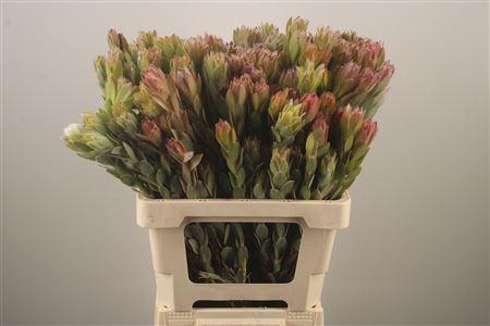 <h4>Leucad Nervosum Spray</h4>