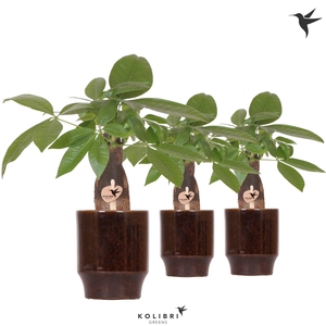 Kolibri Greens Pachira in Classy pot brown