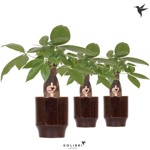 Kolibri Greens Pachira in Classy pot brown