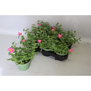 Portulaca Purple