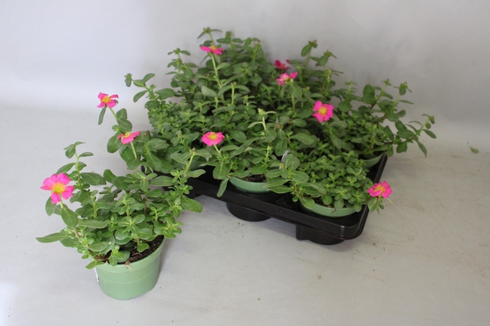 <h4>Portulaca Purple</h4>