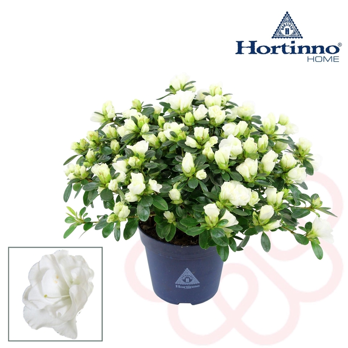 <h4>Rhododendron Hortinno Noralinde Bel</h4>