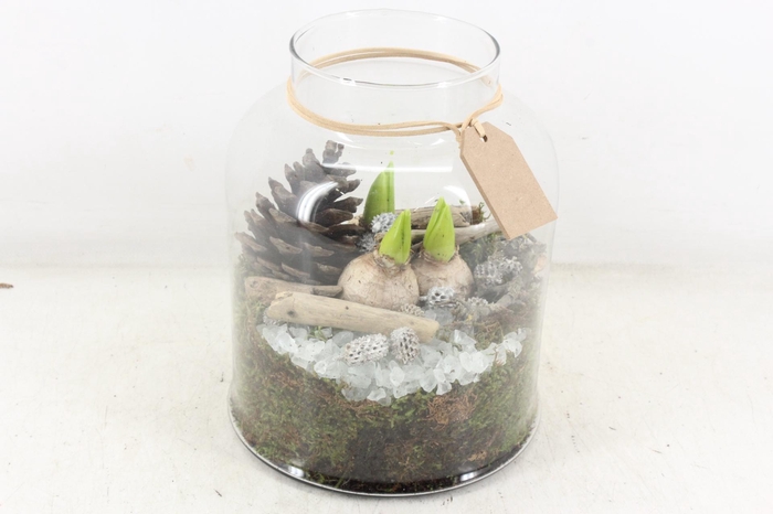 <h4>arr4 Hyacint MB - Glas venice 285/5</h4>