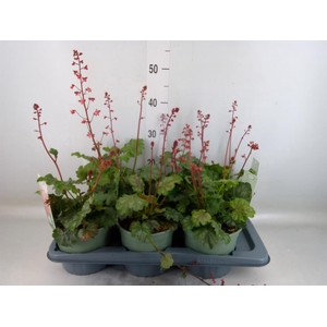Heuchera   ...