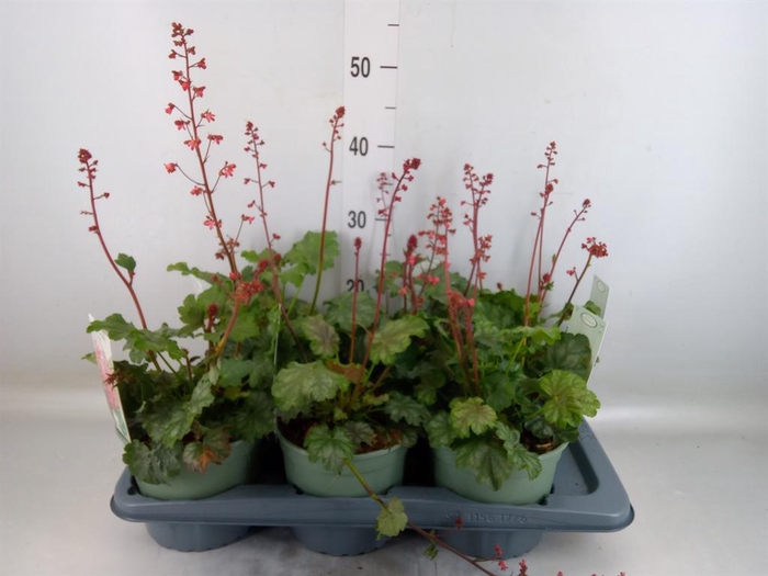 <h4>Heuchera   ...</h4>