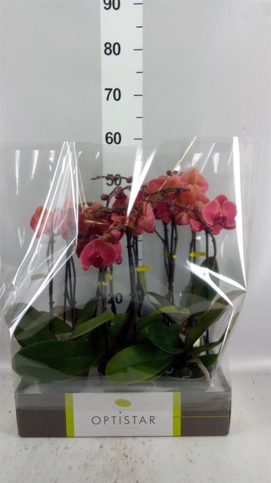 <h4>Phalaenopsis   ...orange</h4>