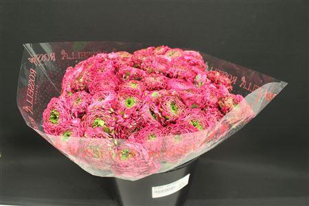 <h4>Cl Pon-pon Fanny</h4>