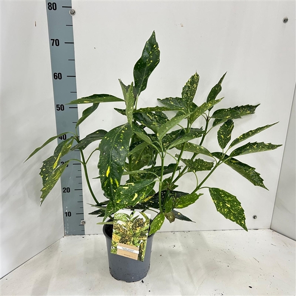 <h4>Aucuba japonica 'Crotonifolia'</h4>