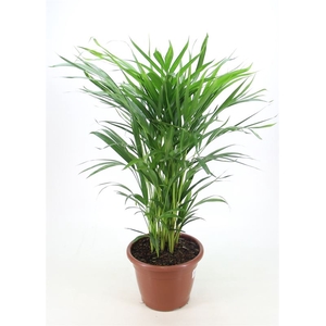 PALMEIRA ARECA BAMBU P24