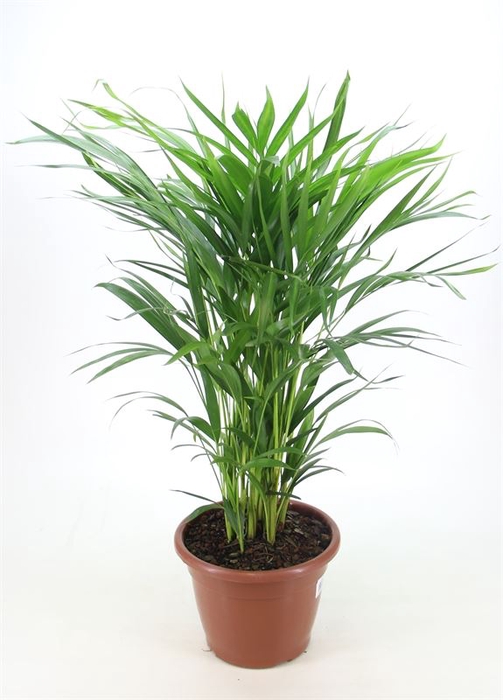 <h4>PALMEIRA ARECA BAMBU P24</h4>