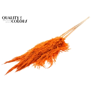 Pampas Grass 100cm 5st/bunch Bleached Orange