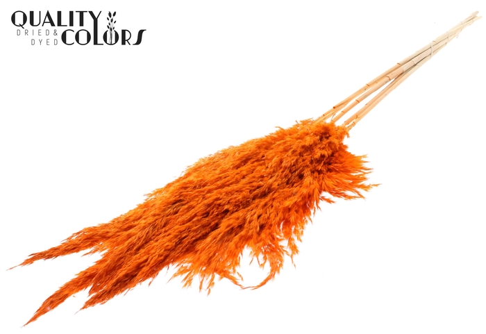 <h4>Pampas Grass 100cm 5st/bunch Bleached Orange</h4>