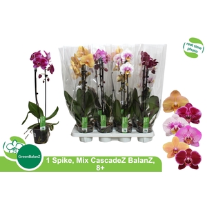 PHAL EL CASCADE