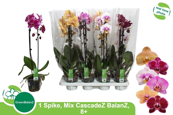 <h4>PHAL EL CASCADE</h4>