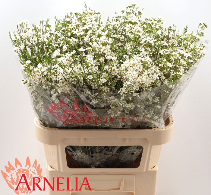 <h4>Chamelaucium pelaco</h4>