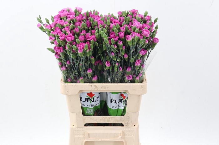 <h4>Di Tr Malibu x20</h4>